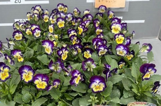 ビオラ:ソルベXP ネプチューン3-3.5号ポット