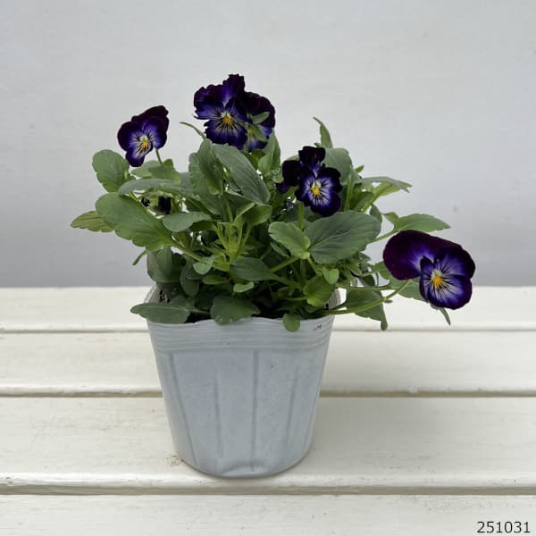 園芸ネット本店｜ビオラ：ソルベXP ネプチューン3-3.5号ポット の通販