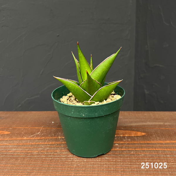 サンセベリア:タワー 3号ポット