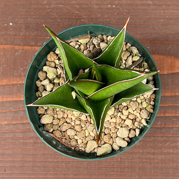 サンセベリア:タワー 3号ポット