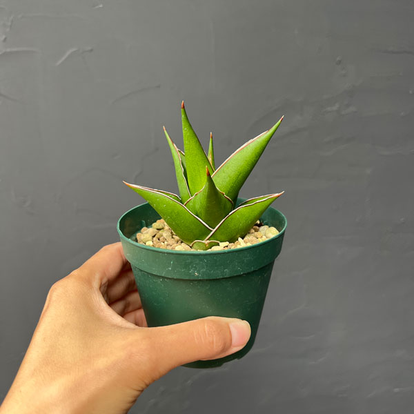 サンセベリア:タワー 3号ポット