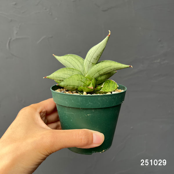 サンセベリア:ミーディー 3号鉢植え