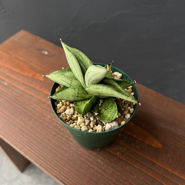 サンセベリア:ミーディー 3号鉢植え