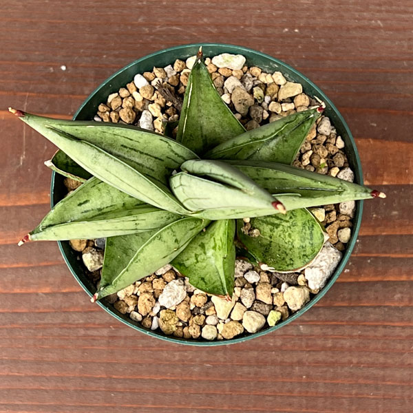 サンセベリア:ミーディー 3号鉢植え