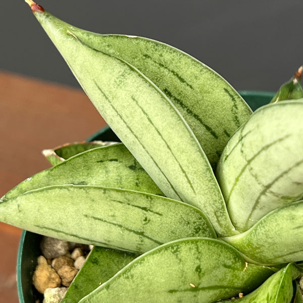 サンセベリア:ミーディー 3号鉢植え