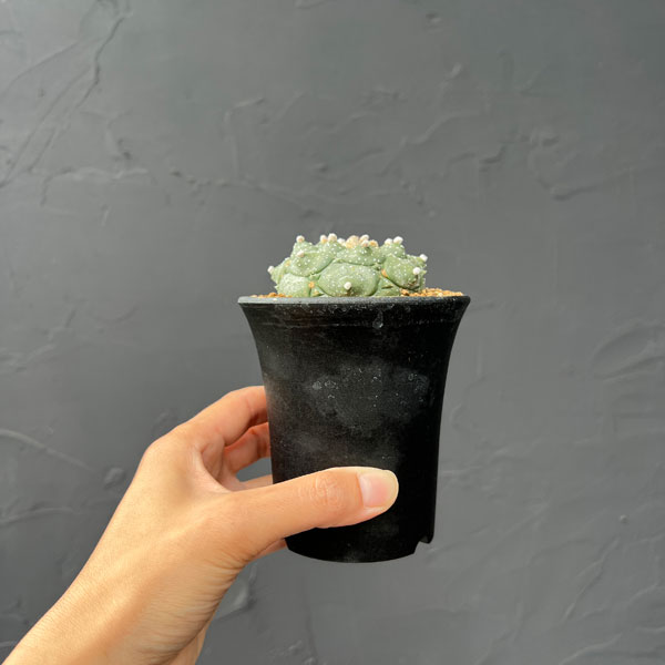 アストロフィツム：アステリアス亀甲兜丸（カブトマル）星あり　３号鉢植え*