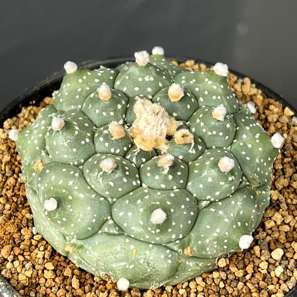 アストロフィツム：アステリアス亀甲兜丸（カブトマル）星あり　３号鉢植え*