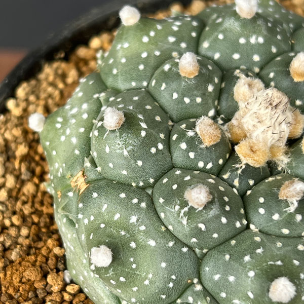 アストロフィツム：アステリアス亀甲兜丸（カブトマル）星あり　３号鉢植え*