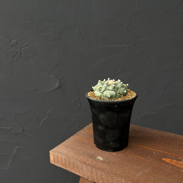 アストロフィツム：アステリアス亀甲兜丸（カブトマル）星あり　３号鉢植え*