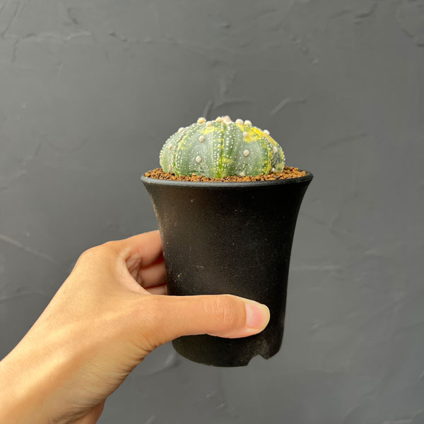 アストロフィツム:兜丸錦(かぶとまるにしき) 3号鉢植え25-03