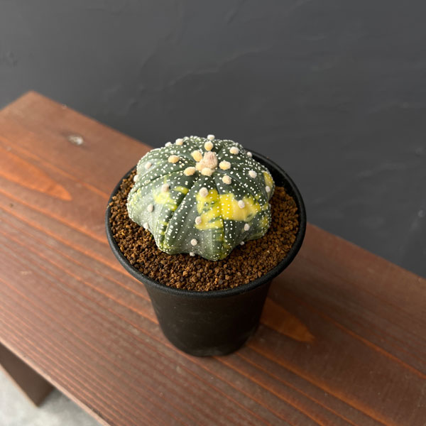 アストロフィツム:兜丸錦(かぶとまるにしき) 3号鉢植え25-03