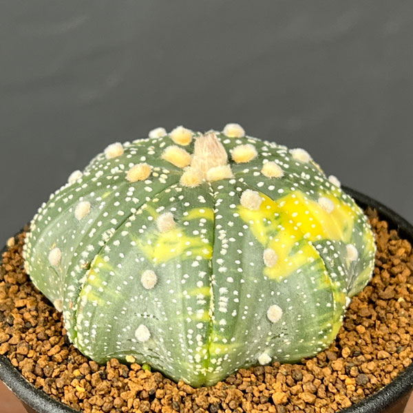 アストロフィツム:兜丸錦(かぶとまるにしき) 3号鉢植え25-03