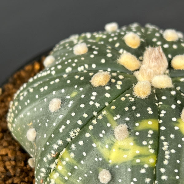 アストロフィツム:兜丸錦(かぶとまるにしき) 3号鉢植え25-03