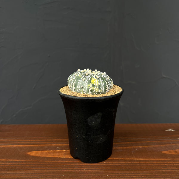 アストロフィツム:兜丸錦(かぶとまるにしき) 3号鉢植え25-04