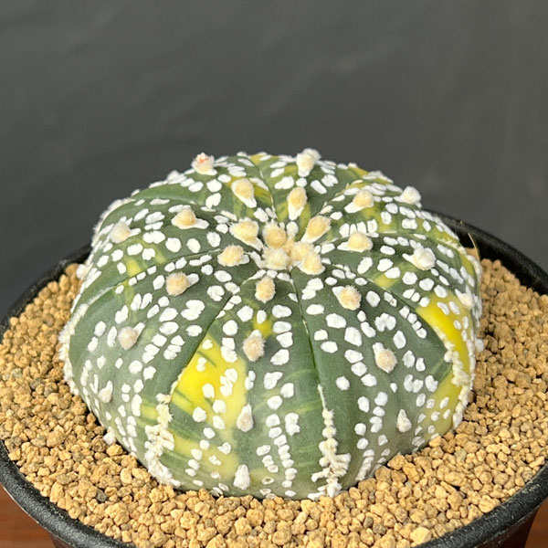 アストロフィツム:兜丸錦(かぶとまるにしき) 3号鉢植え25-04