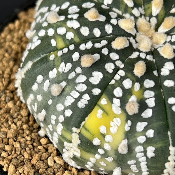 アストロフィツム:兜丸錦(かぶとまるにしき) 3号鉢植え25-04