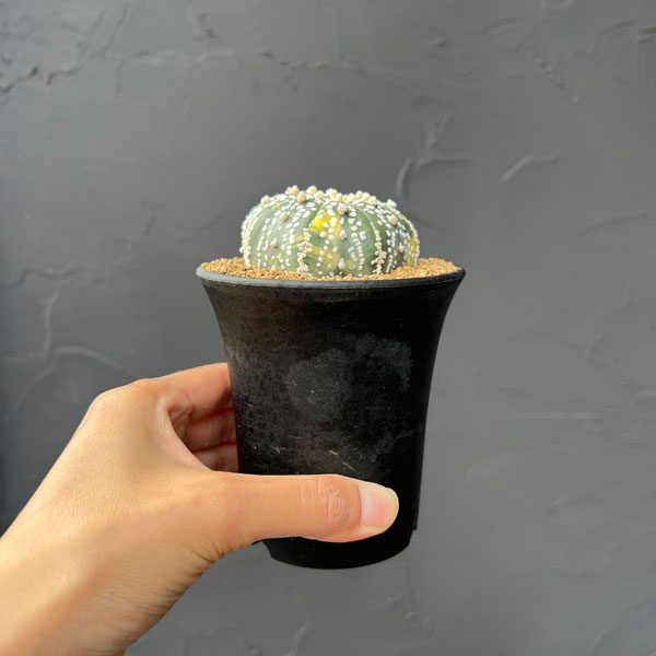 アストロフィツム:兜丸錦(かぶとまるにしき) 3号鉢植え25-04