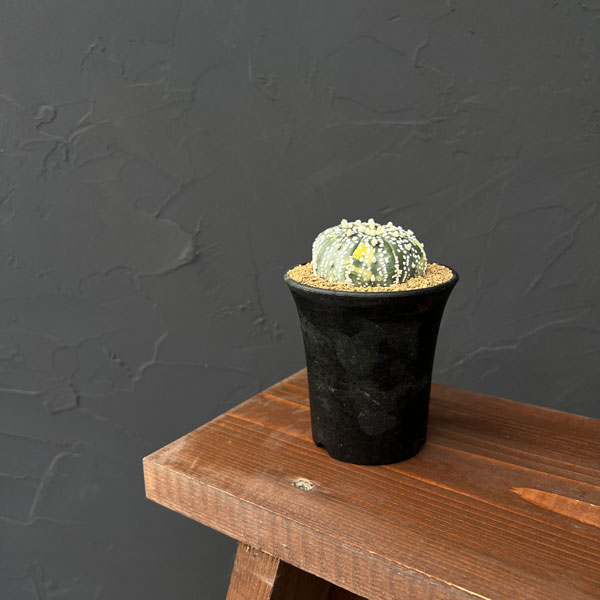 アストロフィツム:兜丸錦(かぶとまるにしき) 3号鉢植え25-04