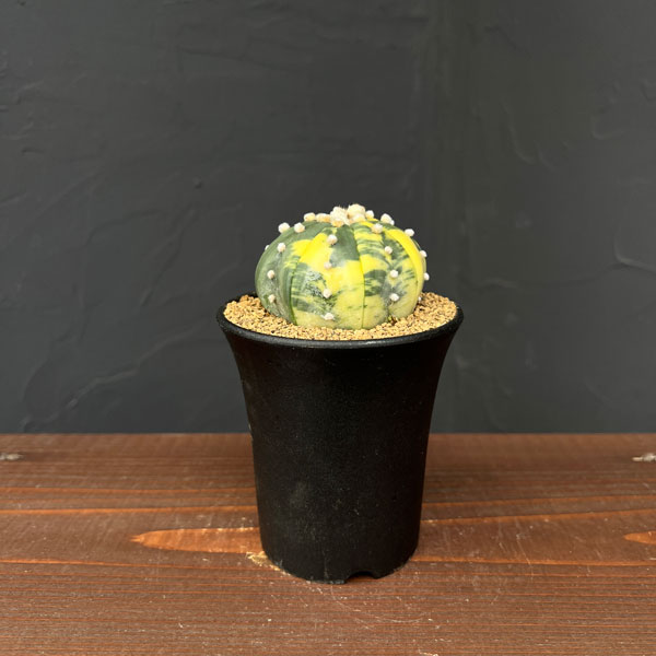 アストロフィツム:兜丸錦(かぶとまるにしき) 3号鉢植え25-05