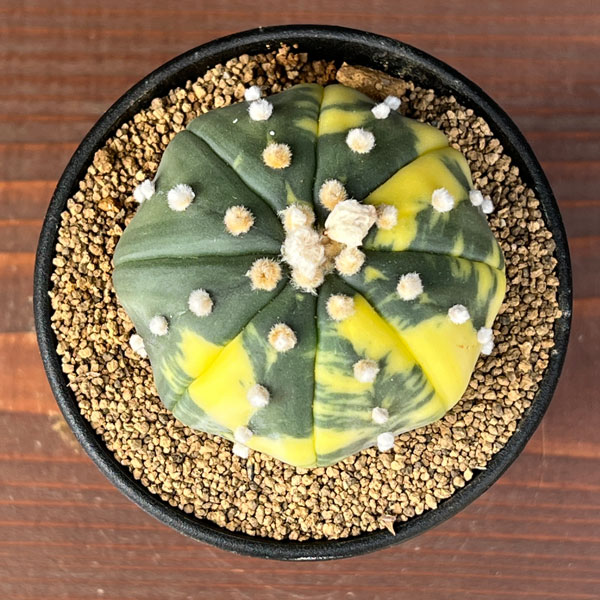 アストロフィツム:兜丸錦(かぶとまるにしき) 3号鉢植え25-05