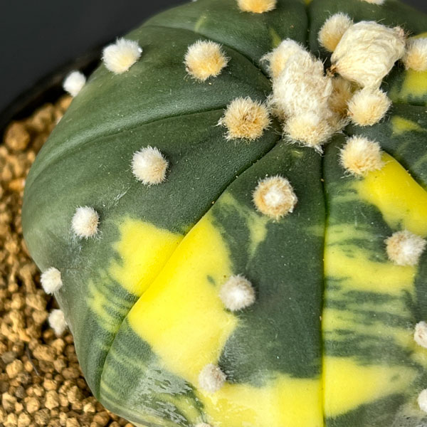 アストロフィツム:兜丸錦(かぶとまるにしき) 3号鉢植え25-05