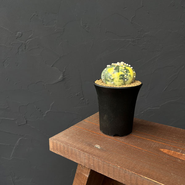 アストロフィツム:兜丸錦(かぶとまるにしき) 3号鉢植え25-05