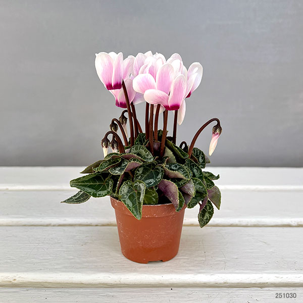 シクラメン：ミニョン　スーパーベラノフジネオンピンク　アイ2号ポット