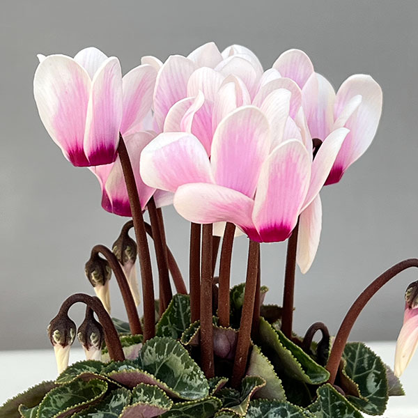 シクラメン：ミニョン　スーパーベラノフジネオンピンク　アイ2号ポット