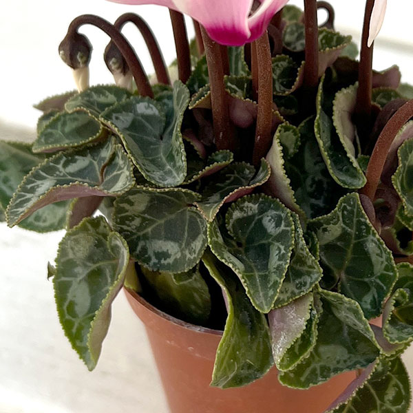 シクラメン：ミニョン　スーパーベラノフジネオンピンク　アイ2号ポット