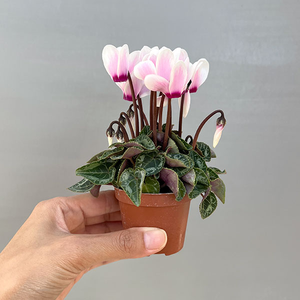 シクラメン：ミニョン　スーパーベラノフジネオンピンク　アイ2号ポット