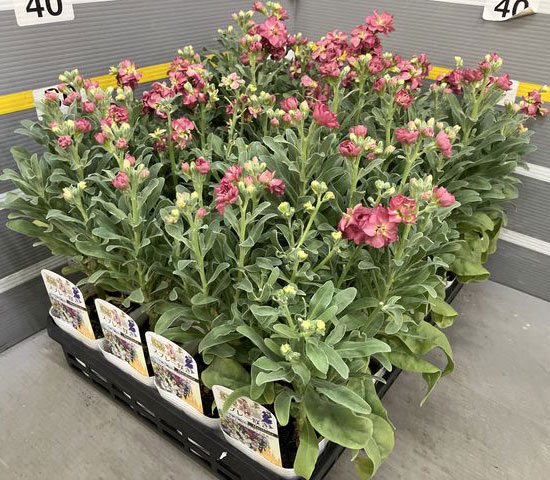 ストック(高性):シャンテ セードブラウン3.5号ポット