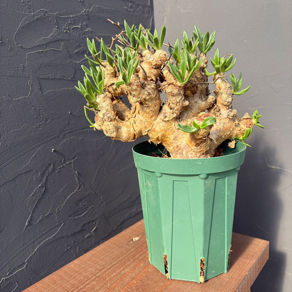 チレコドン：レティキュラーツス(万物想)5号鉢植え25-01