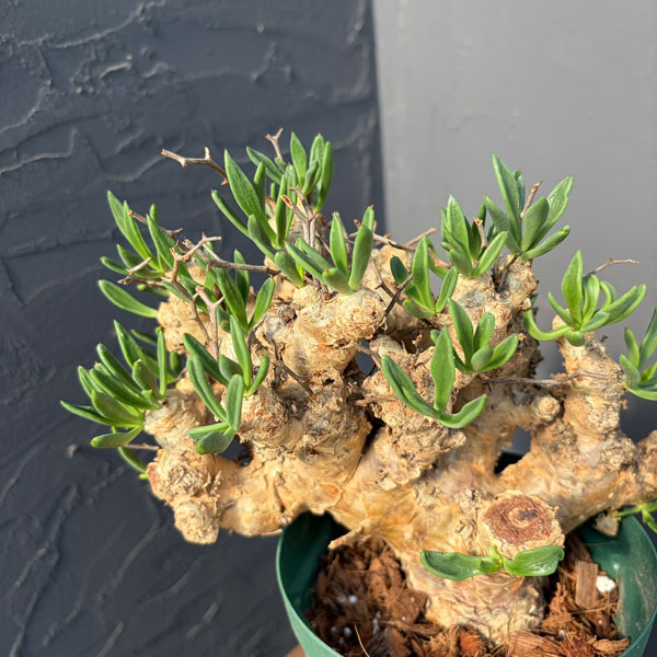 チレコドン：レティキュラーツス(万物想)5号鉢植え25-01