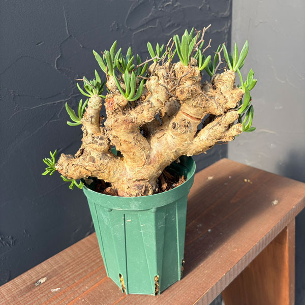 チレコドン：レティキュラーツス(万物想)5号鉢植え25-01