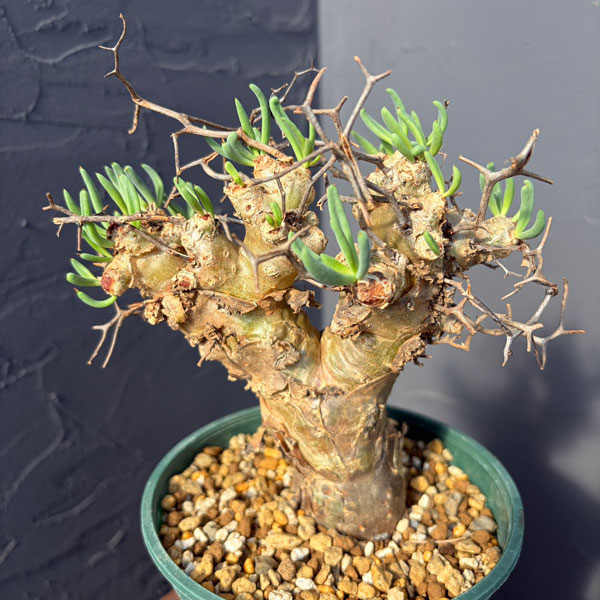 チレコドン：レティキュラーツス(万物想)5号鉢植え25-02