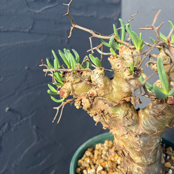 チレコドン：レティキュラーツス(万物想)5号鉢植え25-02