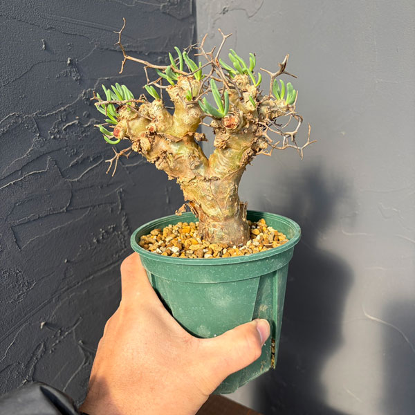 チレコドン：レティキュラーツス(万物想)5号鉢植え25-02