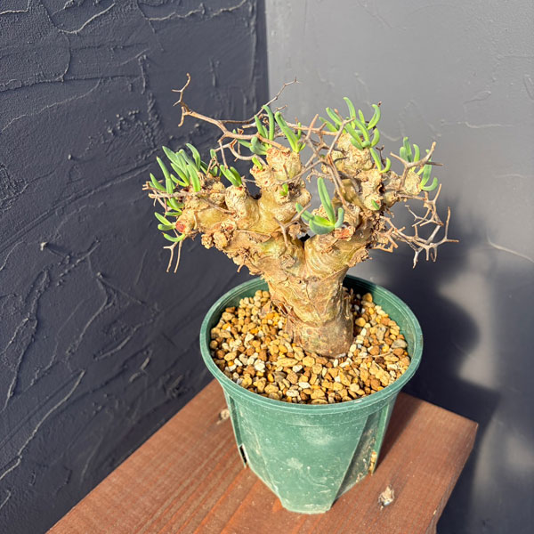 チレコドン：レティキュラーツス(万物想)5号鉢植え25-02