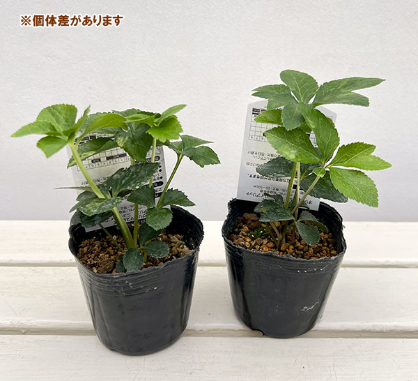 高正園さんのクリスマスローズ：シングル　ホワイト3号ポット