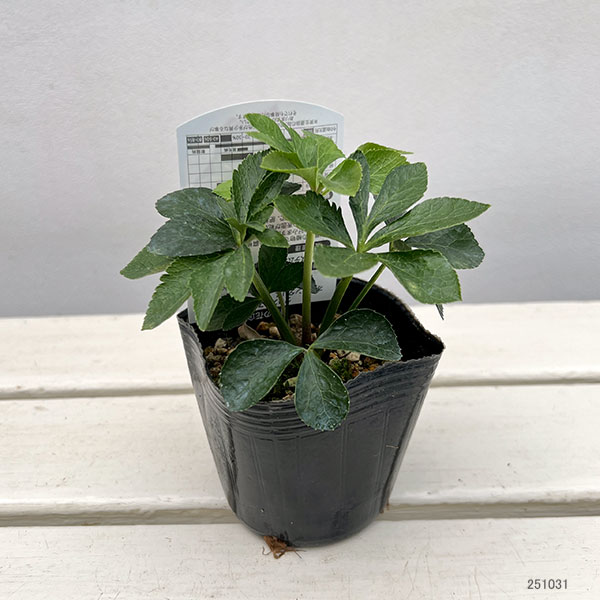 高正園さんのクリスマスローズ：シングル　リバーシブル3号ポット