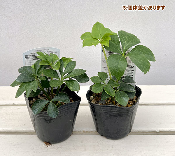 高正園さんのクリスマスローズ：シングル　リバーシブル3号ポット