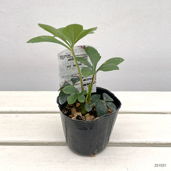 高正園さんのクリスマスローズ：シングル　ホワイトスポット3号ポット