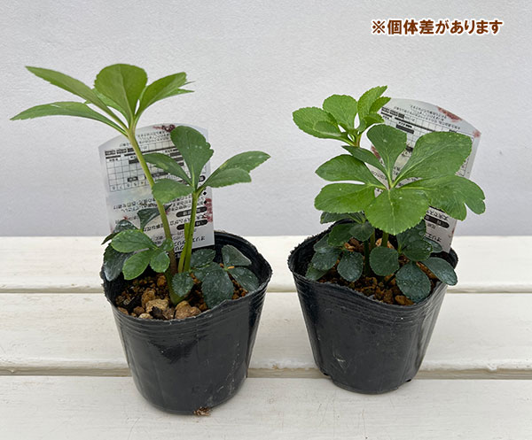 高正園さんのクリスマスローズ：シングル　ホワイトスポット3号ポット