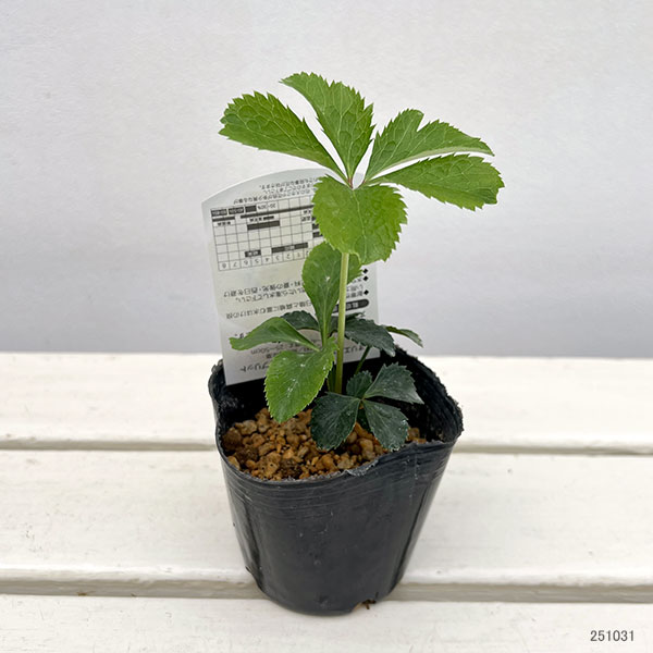 高正園さんのクリスマスローズ：シングル　イエロー3号ポット