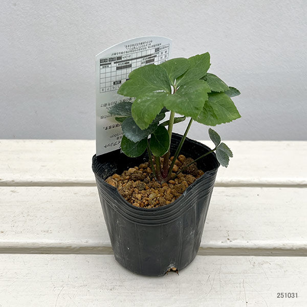 高正園さんのクリスマスローズ：シングル　グリーン3号ポット