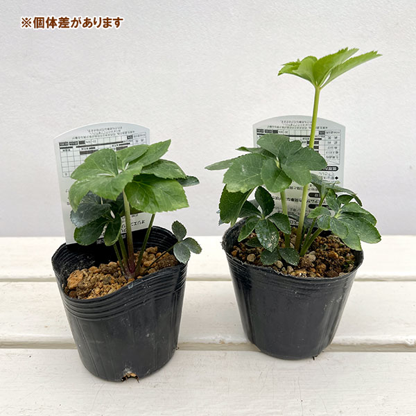 高正園さんのクリスマスローズ：シングル　グリーン3号ポット