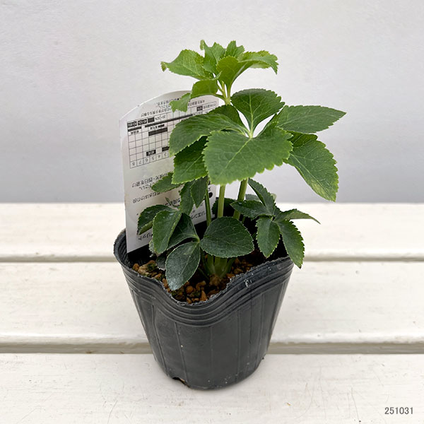 高正園さんのクリスマスローズ：シングル　アプリコット3号ポット