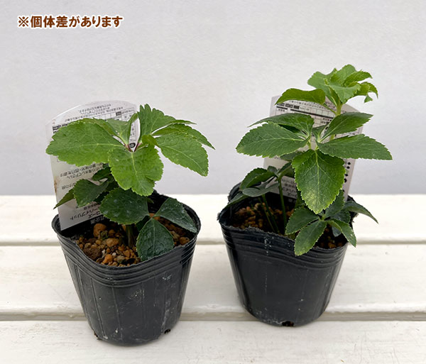 高正園さんのクリスマスローズ：シングル　アプリコット3号ポット