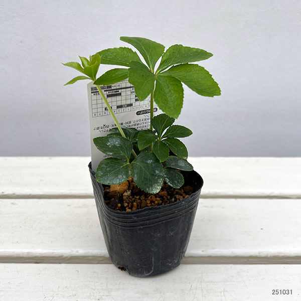 高正園さんのクリスマスローズ：シングル　ピンク系3号ポット