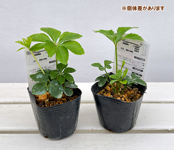 高正園さんのクリスマスローズ：シングル　ピンク系3号ポット